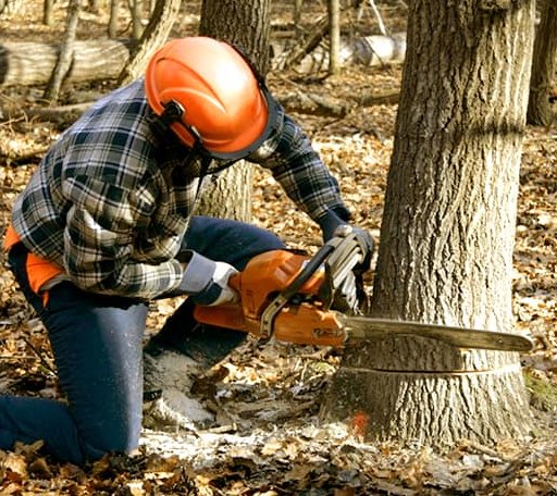 Tree Removal in West Danville, VT